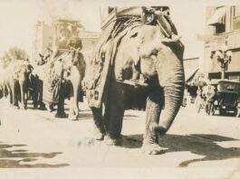 storia degli elefanti sepolti in Inghilterra