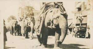 storia degli elefanti sepolti in Inghilterra