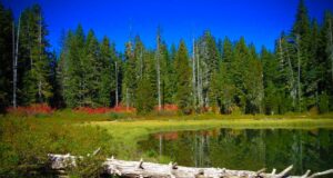 Cosa vedere nel Willamette National Forest nell’Oregon Centrale: sentieri e attrazioni Willamette National Forest oregon centrale