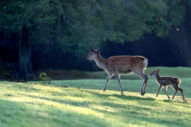 Parco degli Aironi – Gerenzano