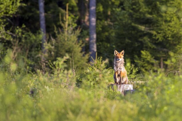 Riserva Naturale WWF Bosco di Vanzago