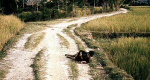 My Lai vietnam